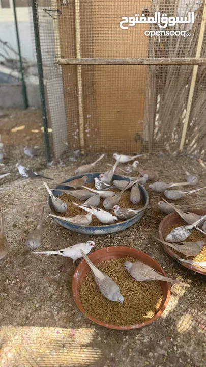 Dove bird pigeon دوف مكس للمهتمين للتربية منتج