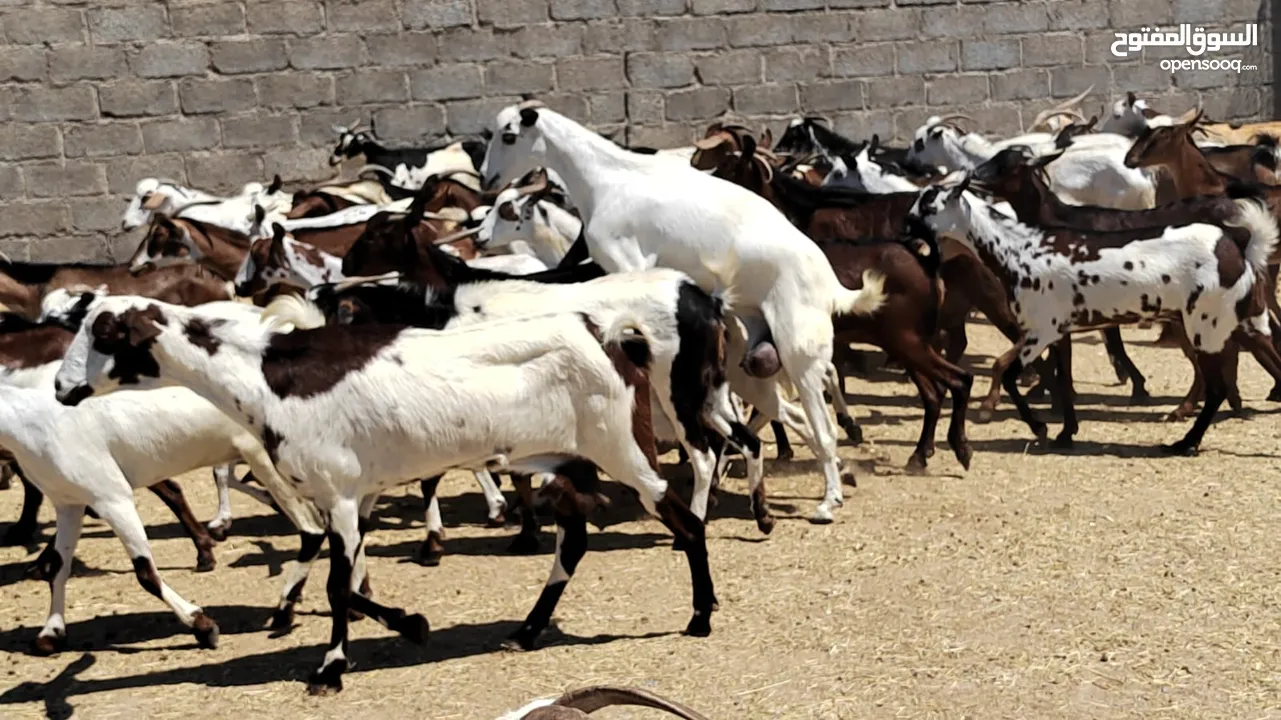 غنم تهاميات سمان للذبح أو التربيه