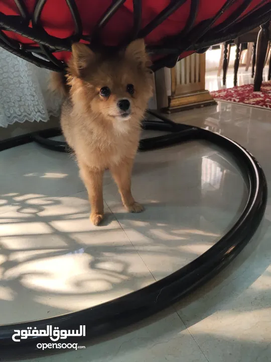 Pomeranian female puppy