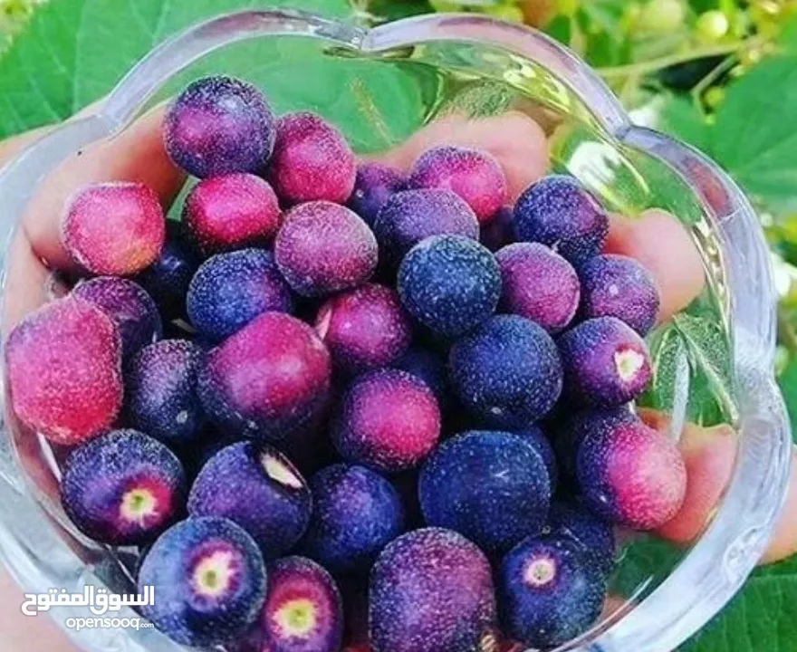 بيع شتلات بوت/كرز/بشملة/لوز/كازو/موز عملاق وأحمر/سدر مقضماني/بوت باكستان ، وبرقوق .. وغيرهن