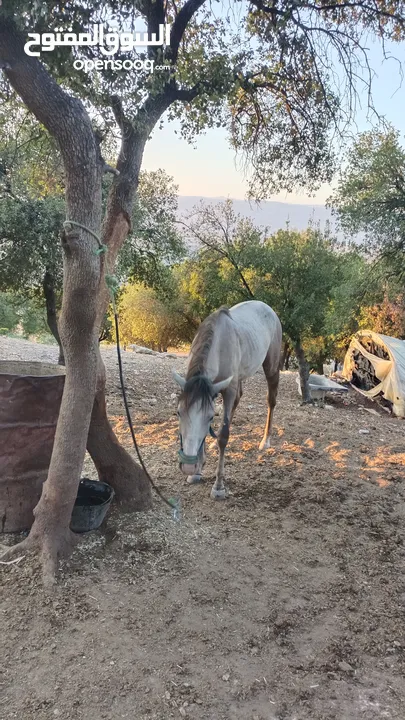 مهر بالصلاه على النبي صحه وعقل