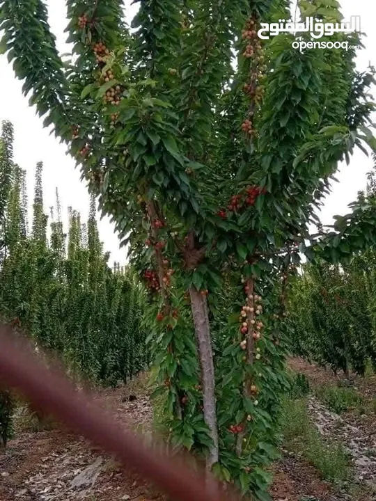 شجر اللوزيات