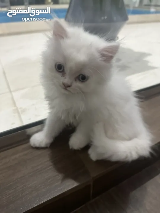 قطط هيمالايا  بريتش للبيع  Himalayan British kittens for sale