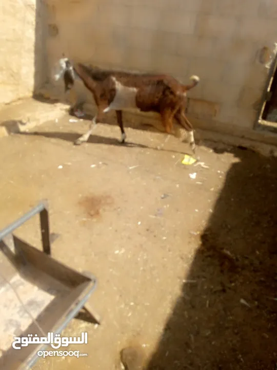 عنز لحم سن جمع نضيف ذكر الله عليها
