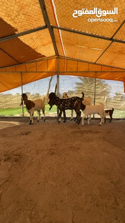 هوش بكستانيات اصل مافيهن تهجين و تيوس فحول اثنين