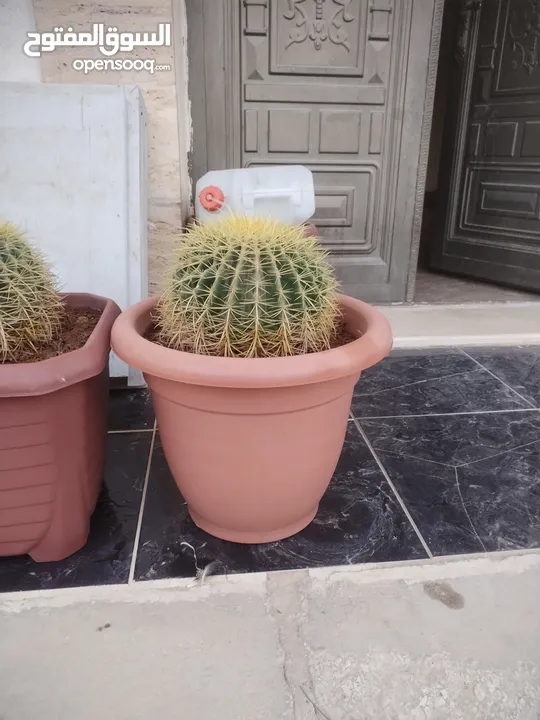 نبات الكره الذهبيه او ساده حماتي
