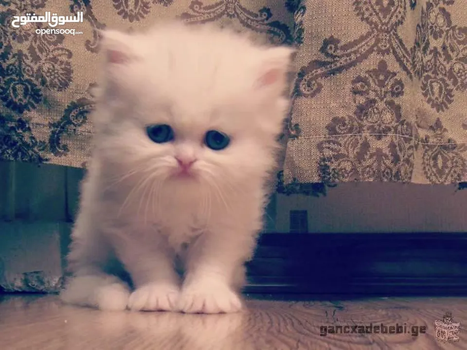 بسة للبيع بسعر مغري سكوتش قولد عمرها من 13 له 14 شهر للي معني يتواصل معي