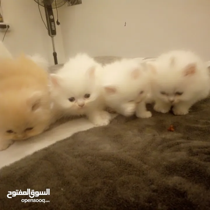 قطط شيرازي للبيع Persian cats for sale