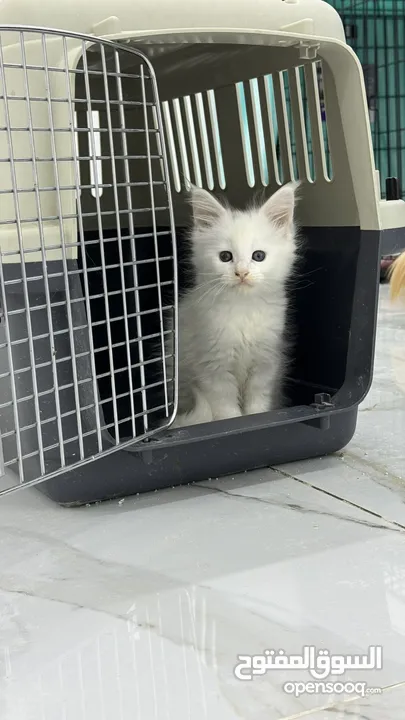 ماين كون Maine coon - female - white