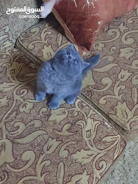 سكوتش ستريت