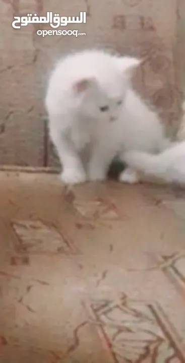 قطه وولادها 3 ابيض 1 اسود ذكور عمر 2 اسبوع