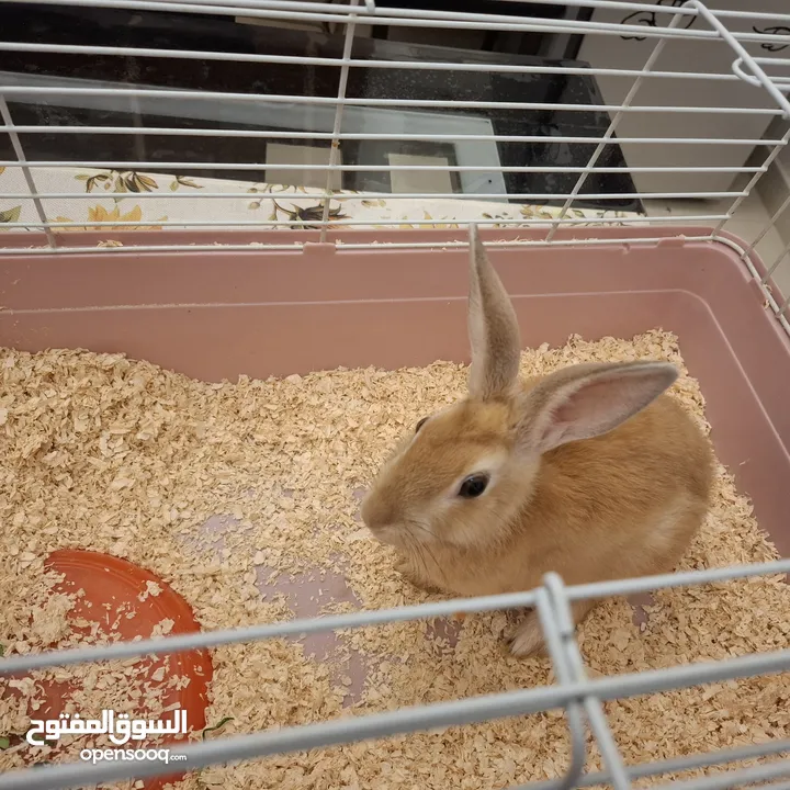 rabbit cute with cage for sale