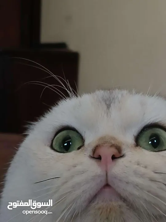 قط سكوتش فولد للتزاوج