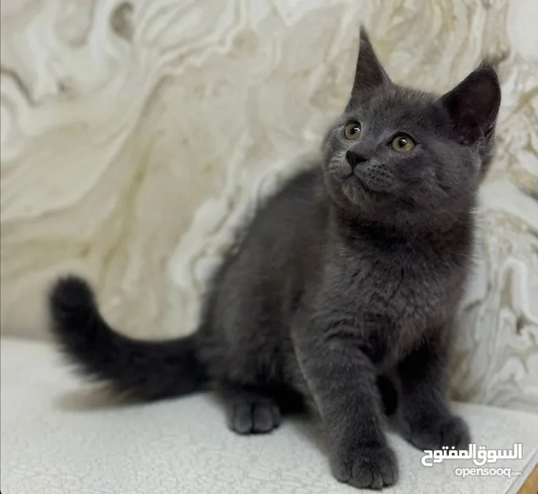 British Shorthair mix Mainecoon برتش مكس ميينكون