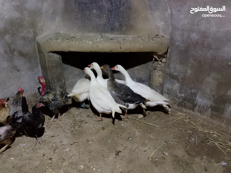 متاح طقم وز 6 حبات شغالات كفالة