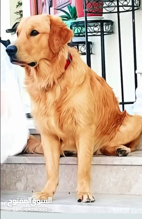 Pure breed golden retriever