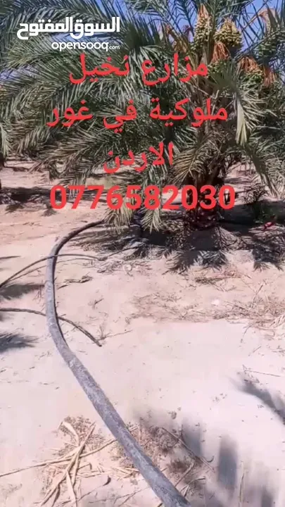 ارض 15 دنم السلط البطين اطلالة غربية كاملة ع جبال فلسطين