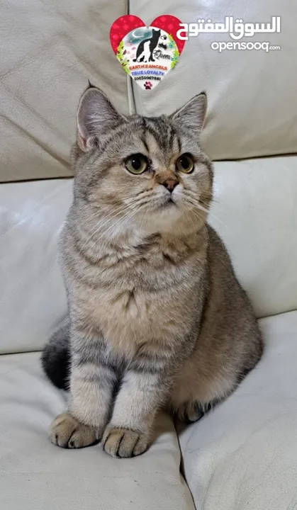 قطة بريتش بيور Scottish Fold