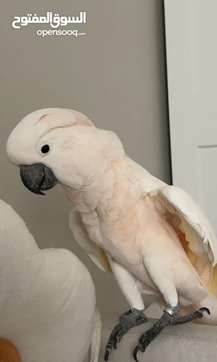 كوكاتو مولوكان  Cockatoo Moluccan