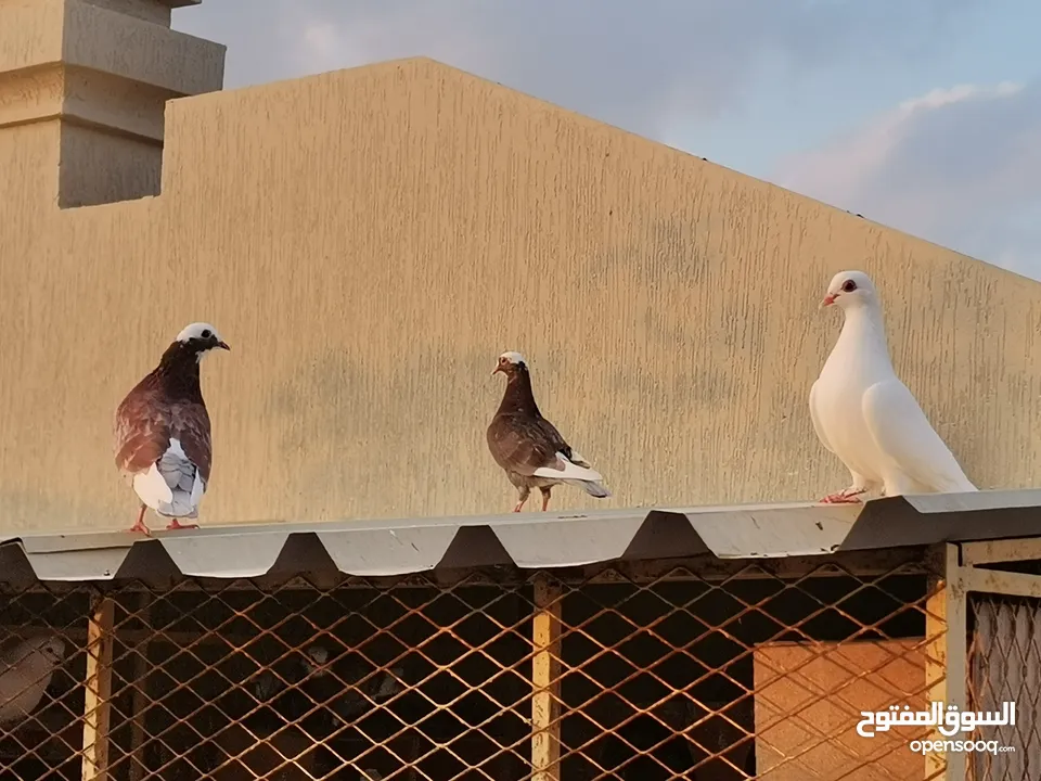 all typs of pigeons have