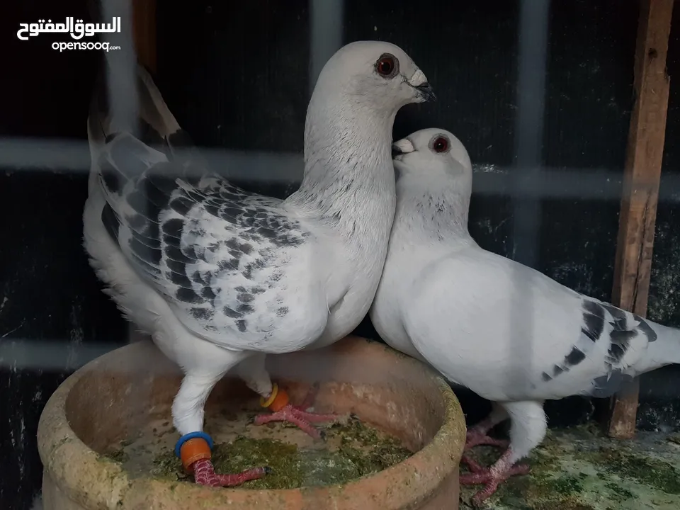 3 اجواز حمام شغالات للبيع