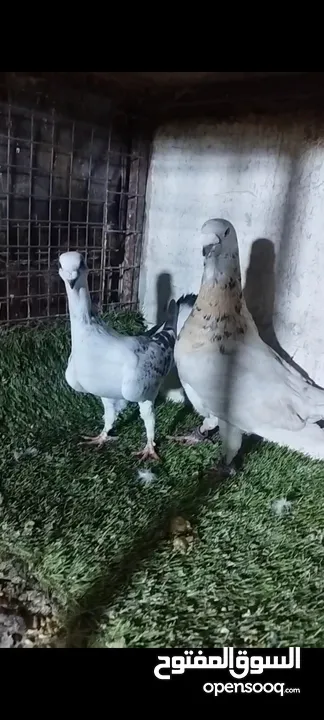 عشر جواز للبيع
