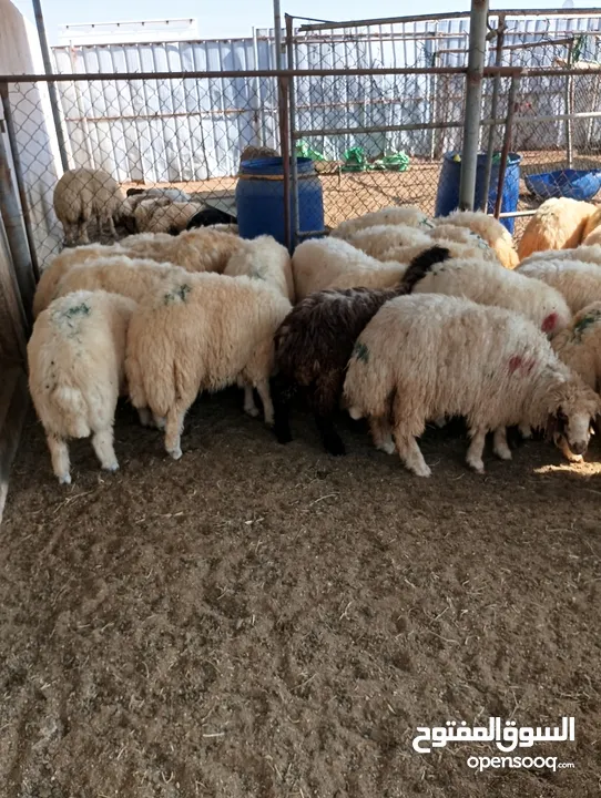 ذبيح للبيع طيبه سمان عزيمه ثلاجه خرفان طيبة هرفي جذع وتساب اتصال لتوصيل جميع مناطق قطر سوري بلدي