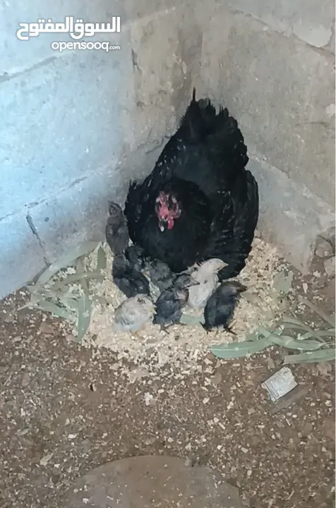 3 جاجات مع فراخهم
