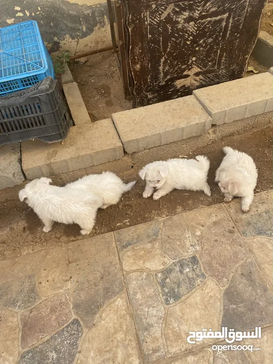 جراوه فرنسي للبيع