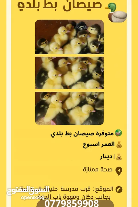 صيصان بط بلدي عمره أسبوع، صحي ونشيط، للبيع بسعر ممتاز.