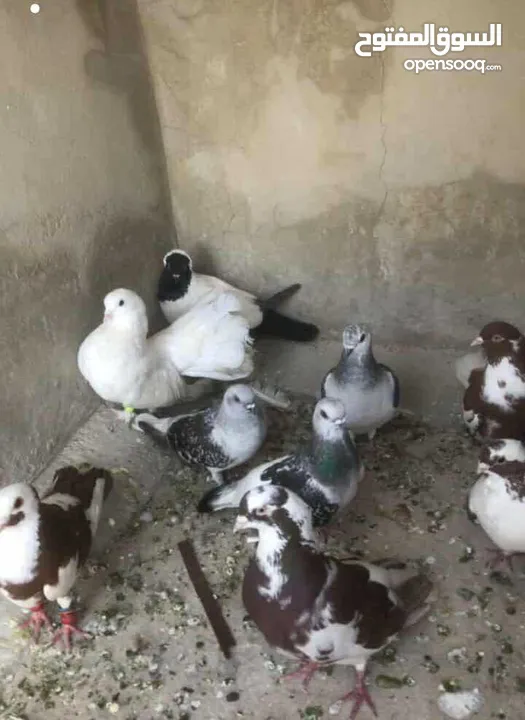 حمام للبيع