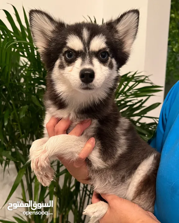 tea cup husky -Pomsky puppies F3 teacup size and Pomeranian puppies