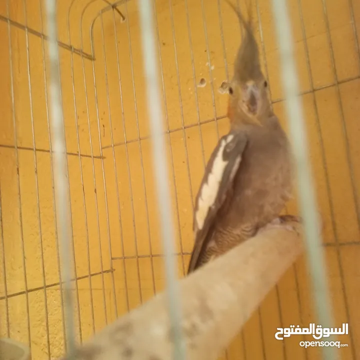 جوز كوكتيل نخب تحتهم بيض مع قفص كاسكو حجم كبير سعر حررررق