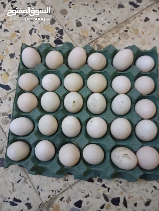 دجاج للبيع بيض بش عربي