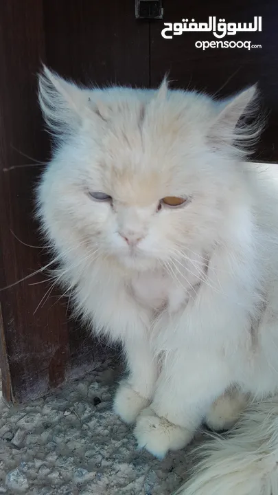 شيرازي مدلله