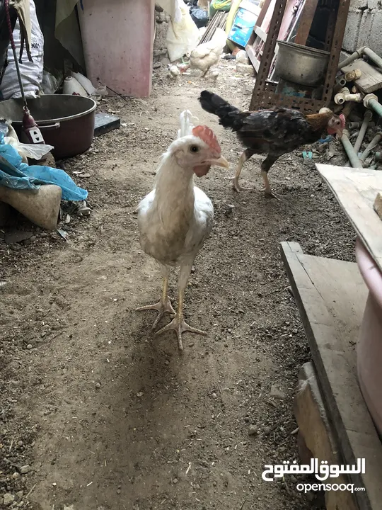 دجاج وديوجه للبيع