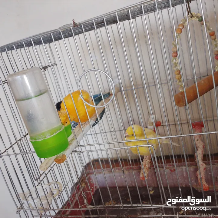 جوز كناري للبيع