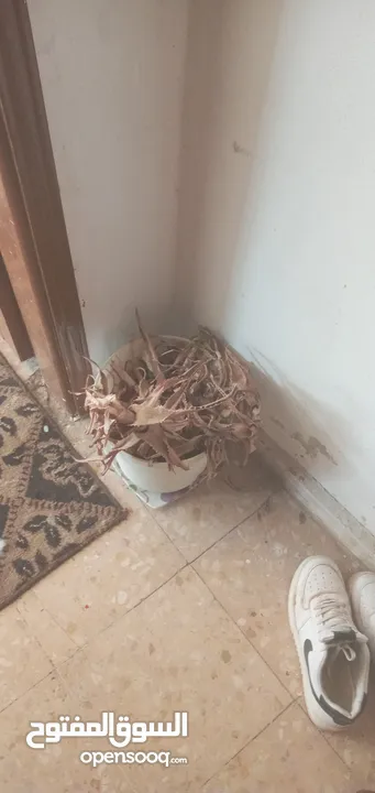 قوارير زراعه مع التربه للبيع