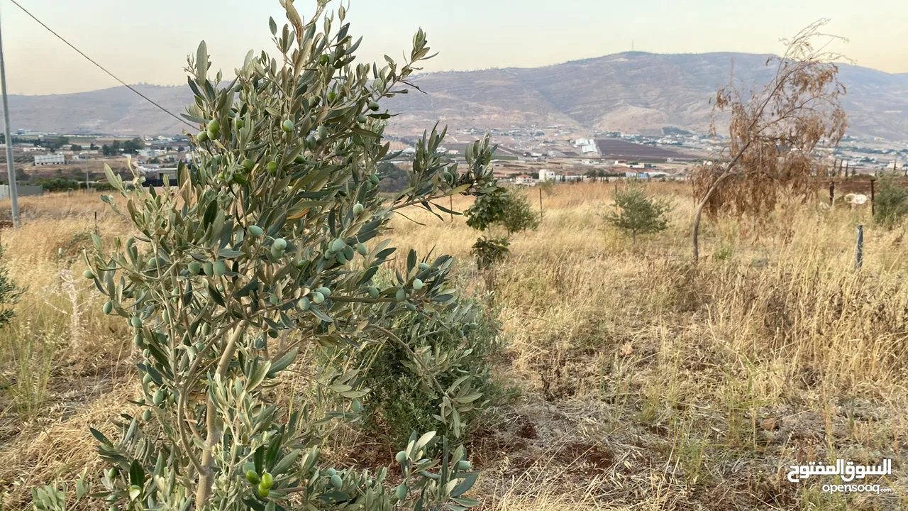 قطعه ارض في النصاريه