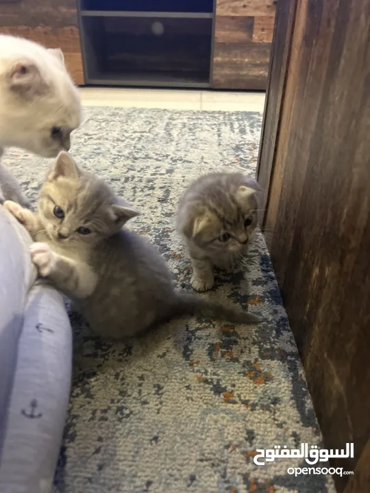 Scotish Fold 1 Months old kittens