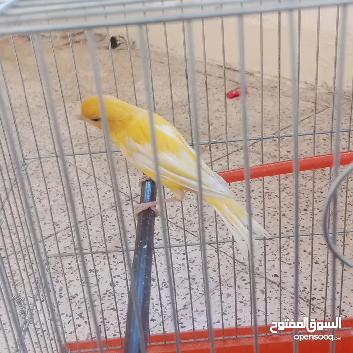 عصفور كنار