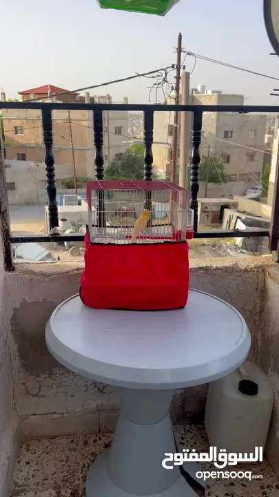 ذكر كنار مثل النار ما شاء الله