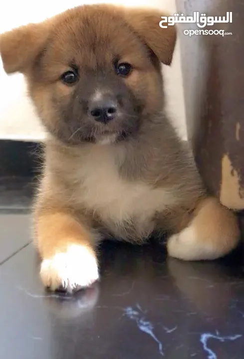 Akita  puppies ,2 months old