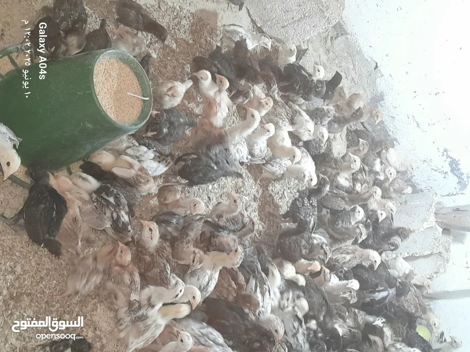 موجود صوص بلدي  بزره الاصلية عمر شهر ماخذ مطعوم التهاب سره ومي وسكر لثلاث ايام  عدد 550 مطلوب في كوم