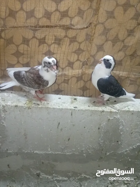 فراخ فطم جديد مشكلات صحه ومطعمات البيع كوم كامل