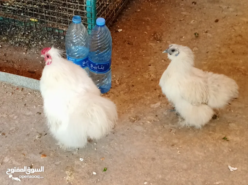 ديك ودجاجه مصوف مقزم شغالات