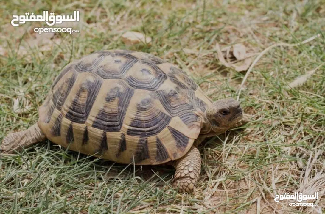 سلاحف للبيع العدد 9حبات   الحبه الموقع سحاب القرب من دوار الشهيد ااااااااااااااااااااااااااااااااااا