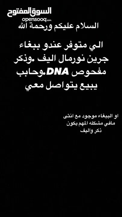 مطلوب ببغاء جرين شيك