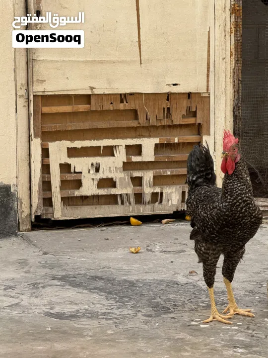 دجاج وديوك للبيع