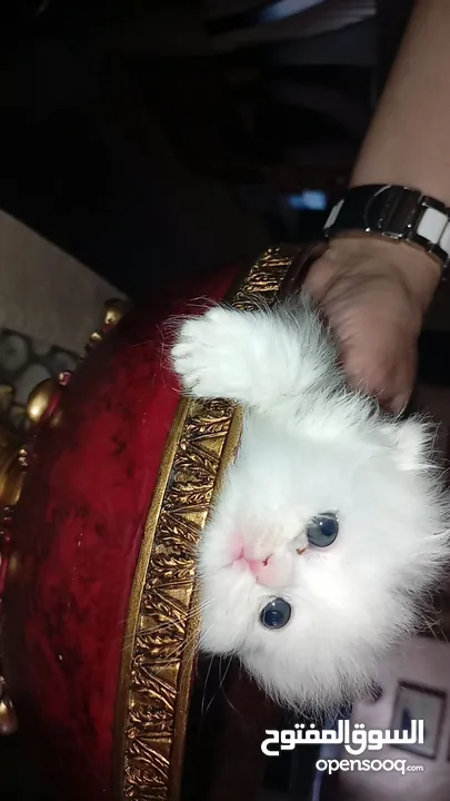جاهزين لبيتهم الجديد سكوتش فولد العمر شهرين وعشر ايام متعودين ع دراي فود واللتر بوكس لعوبين حلوين لت